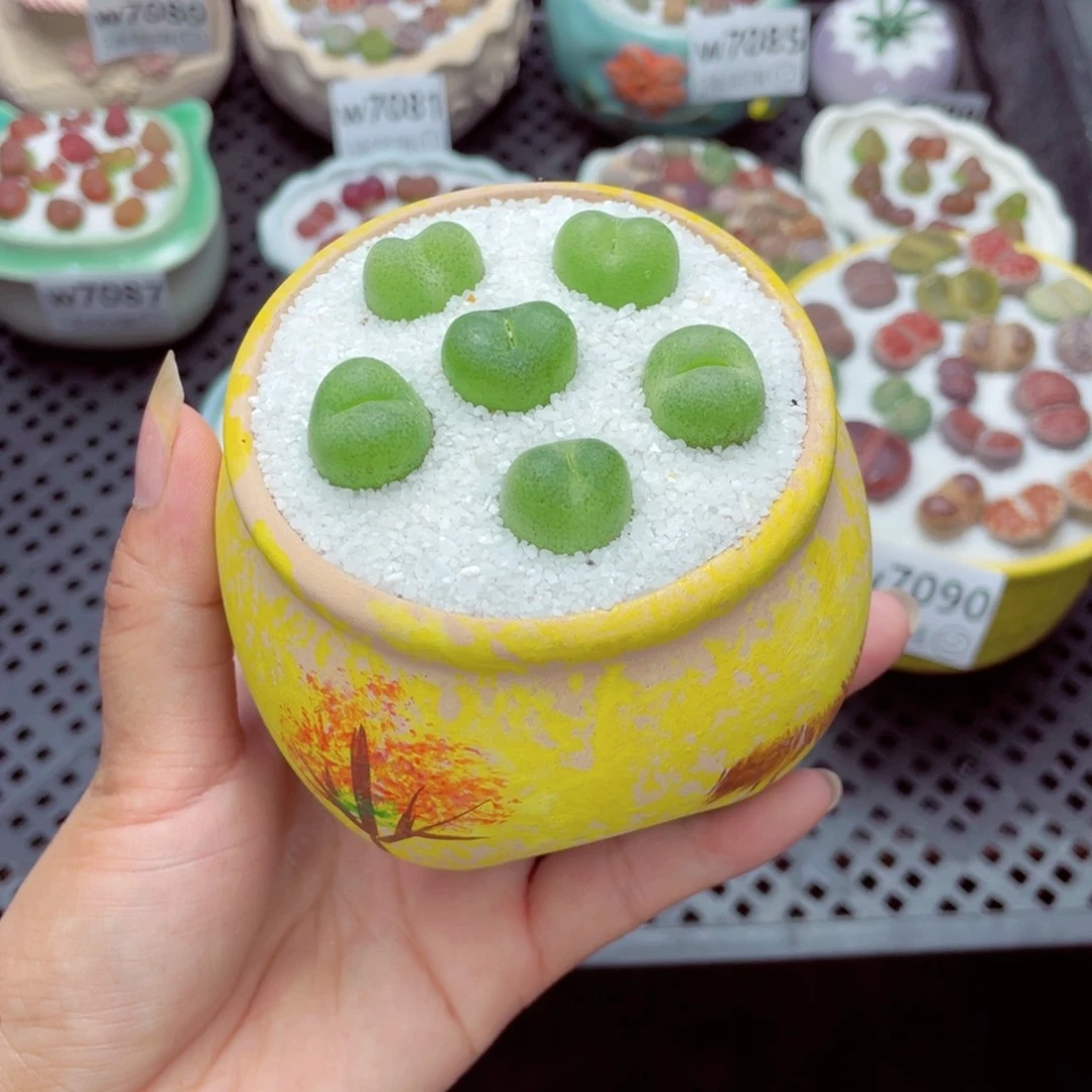 w7092 带盆土发货一物一拍