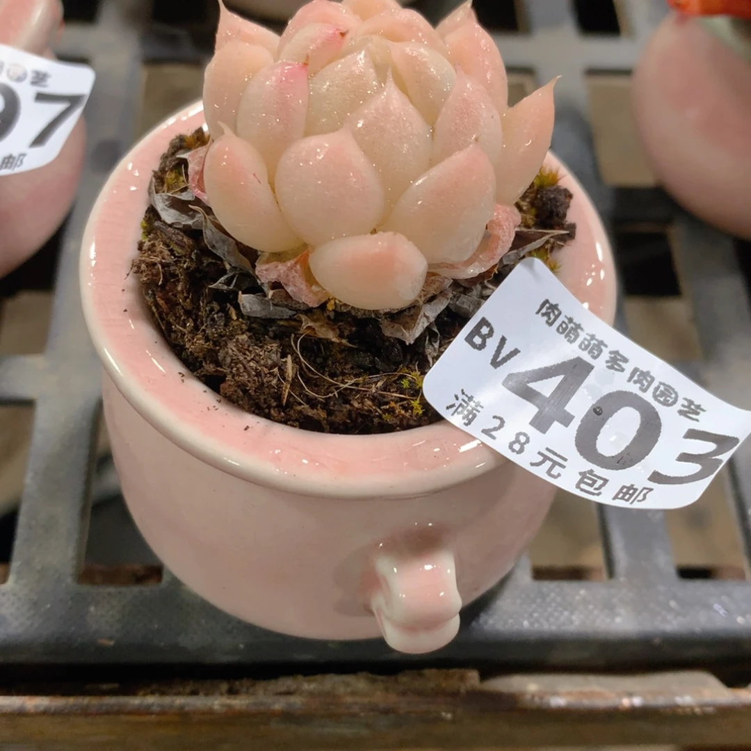 肉萌萌5cm拇指盆精控多肉BV403