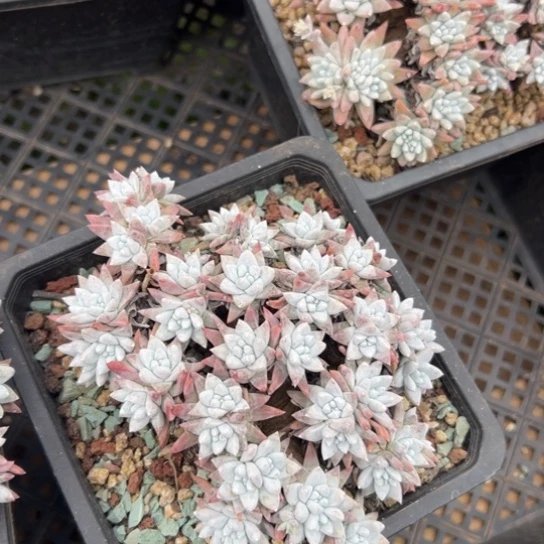 小*谢谢姐姐～一物一拍3541