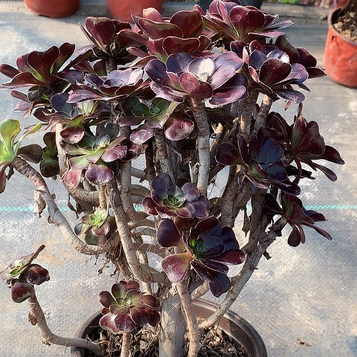 239圆叶黑多肉植物