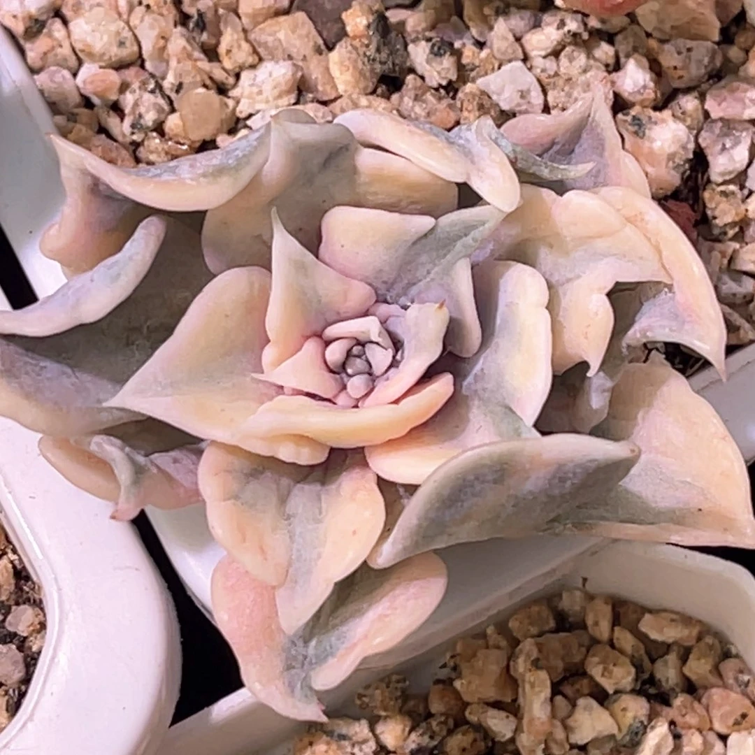 多肉特价丽娜莲头盖