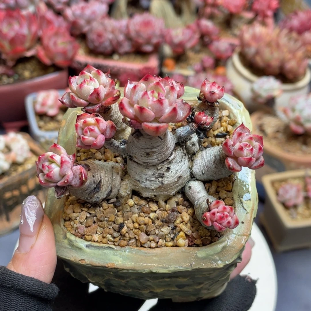 娜娜整装无砍带盆