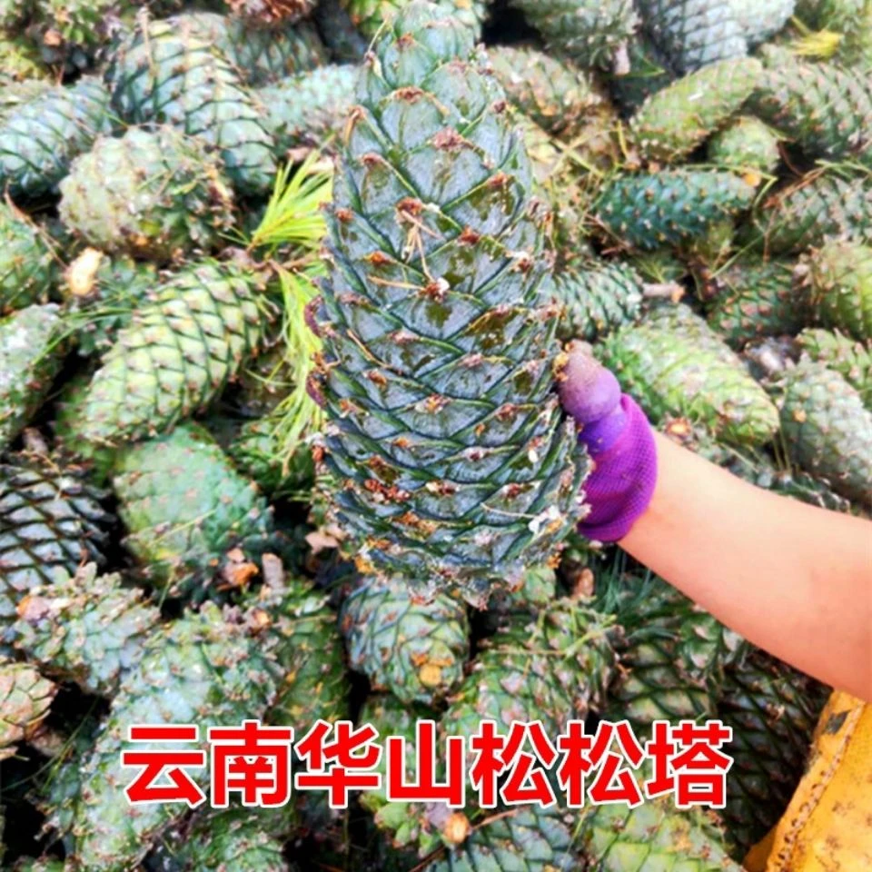 2025云南新鲜松塔华山松塔果松鼠粮食现摘现发绿色巨果松塔松子