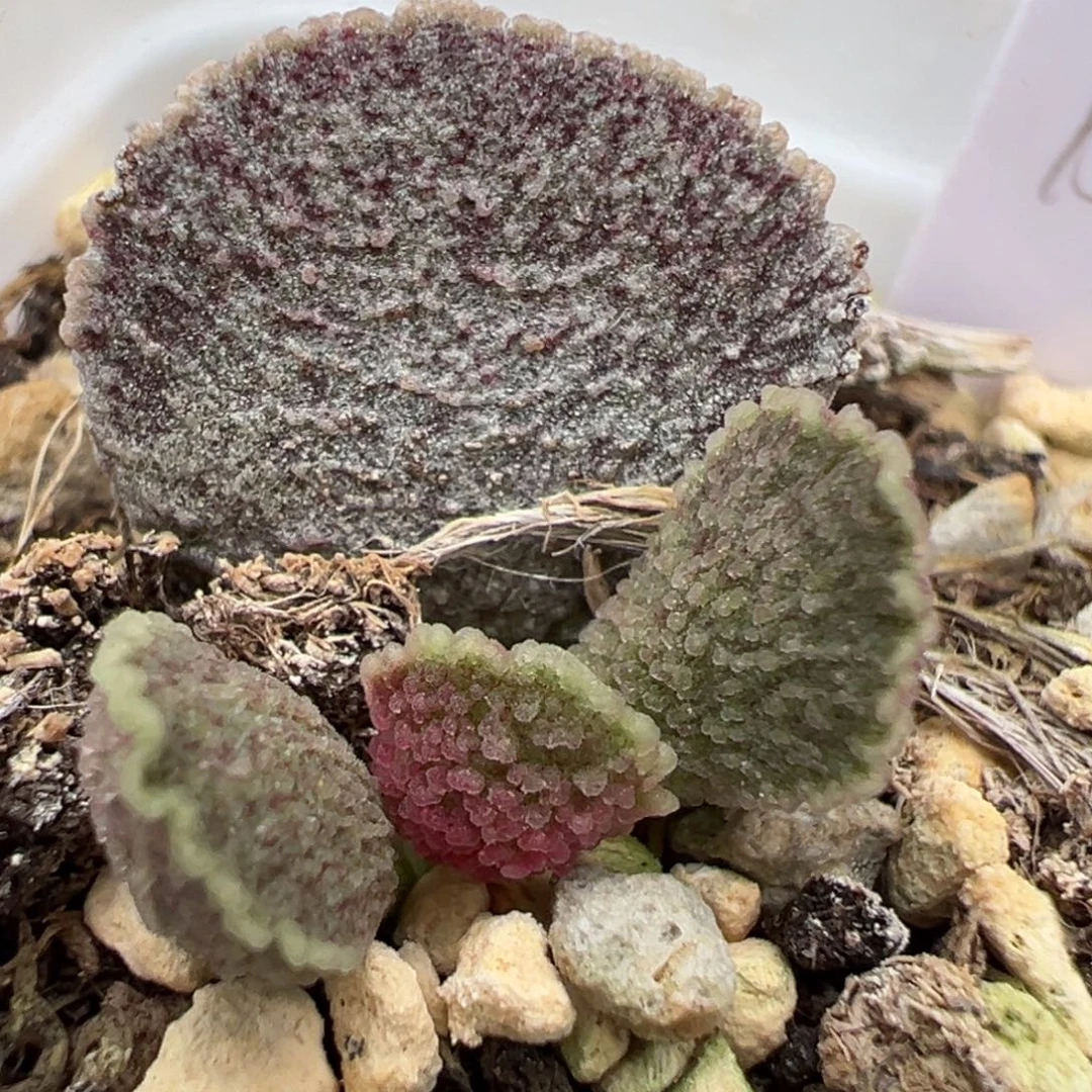 实生新品大苗多肉植物水泡