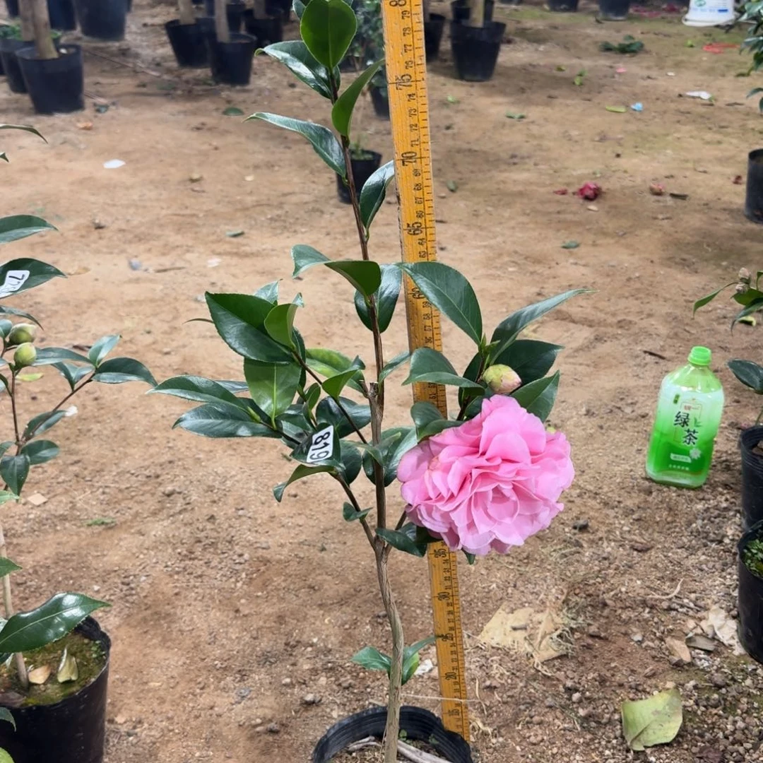 少量花朵（建议范围：2朵-5朵 或40%以下）819希利