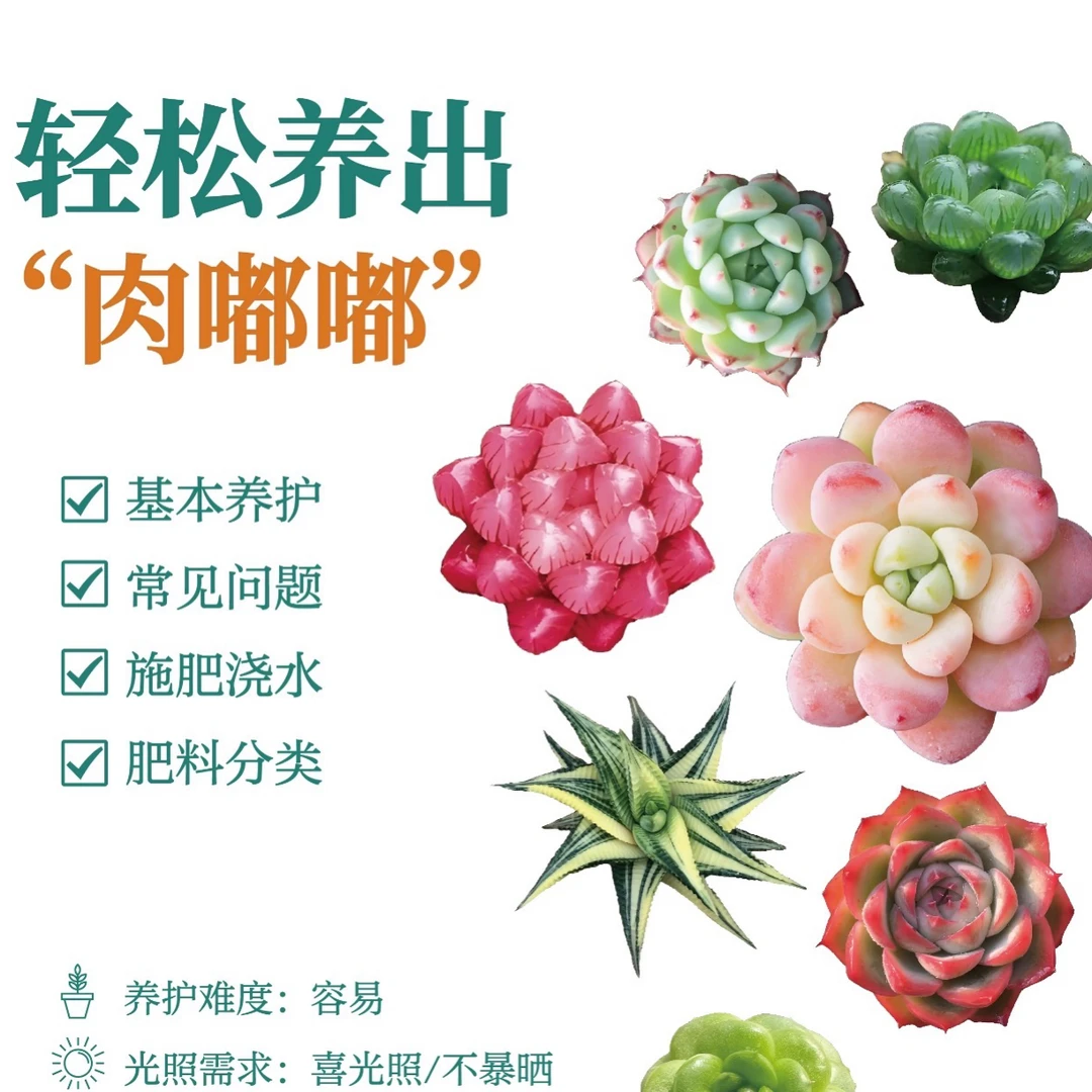虾饺福利多肉植物