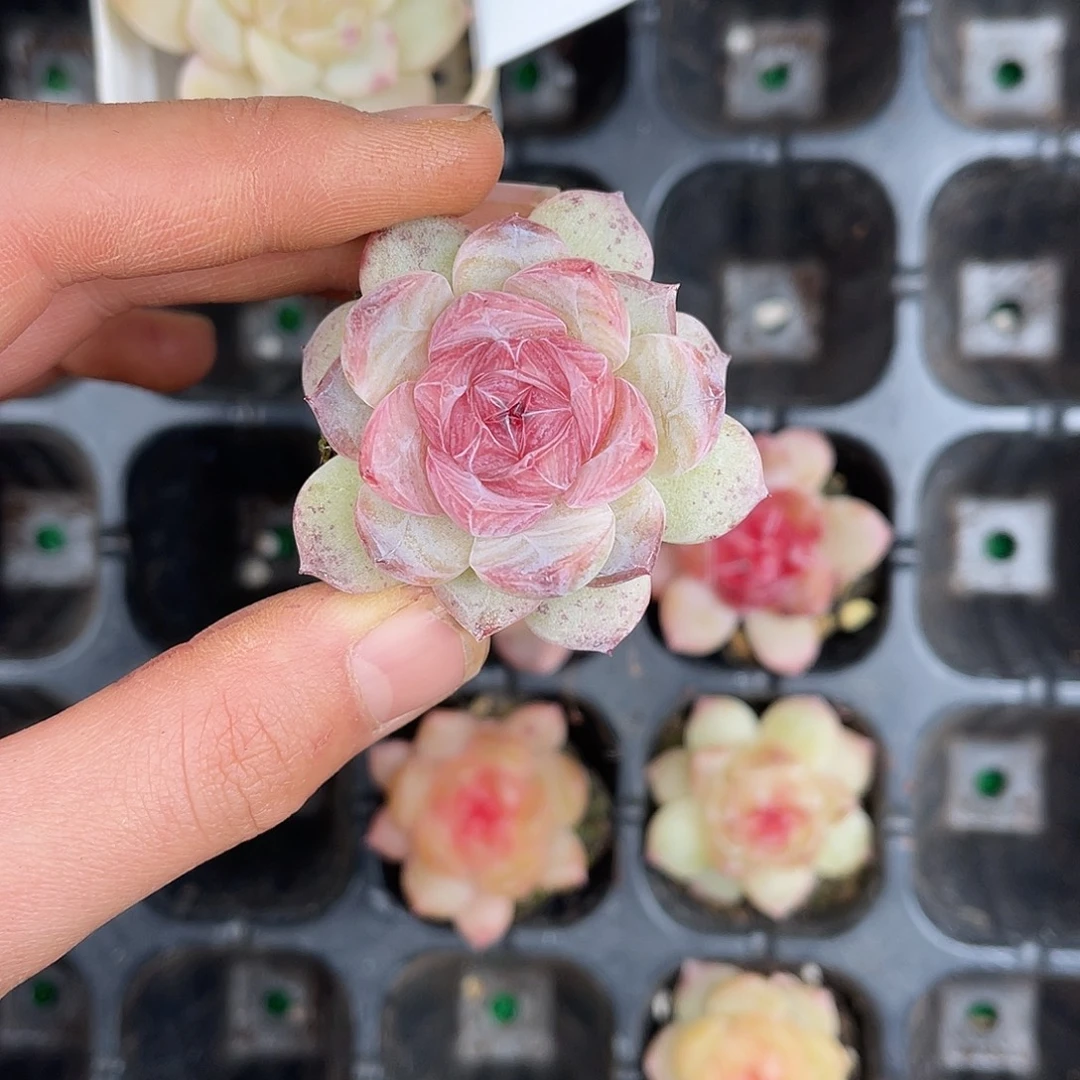 多肉一物一拍30-144