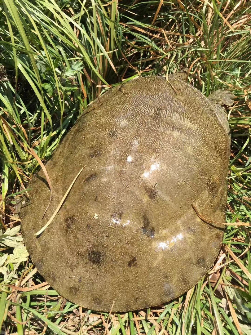 【五年以上纯种生态甲鱼】外塘鱼鳖混养自然生长 鲜活现捕 产地直达