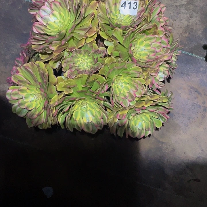 ?**?多肉法师413号沙皇发货不包损
