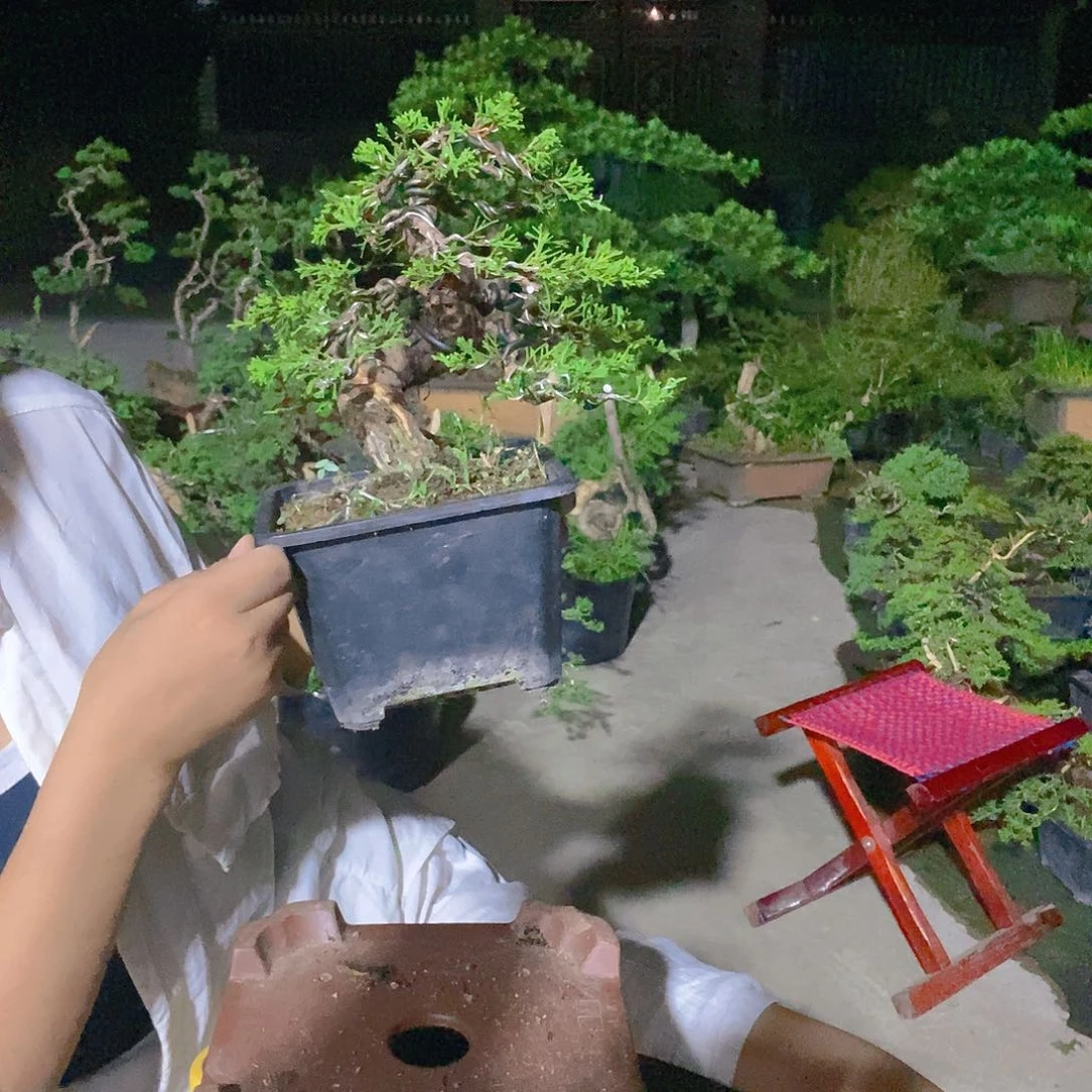 无花朵真柏盆景造型