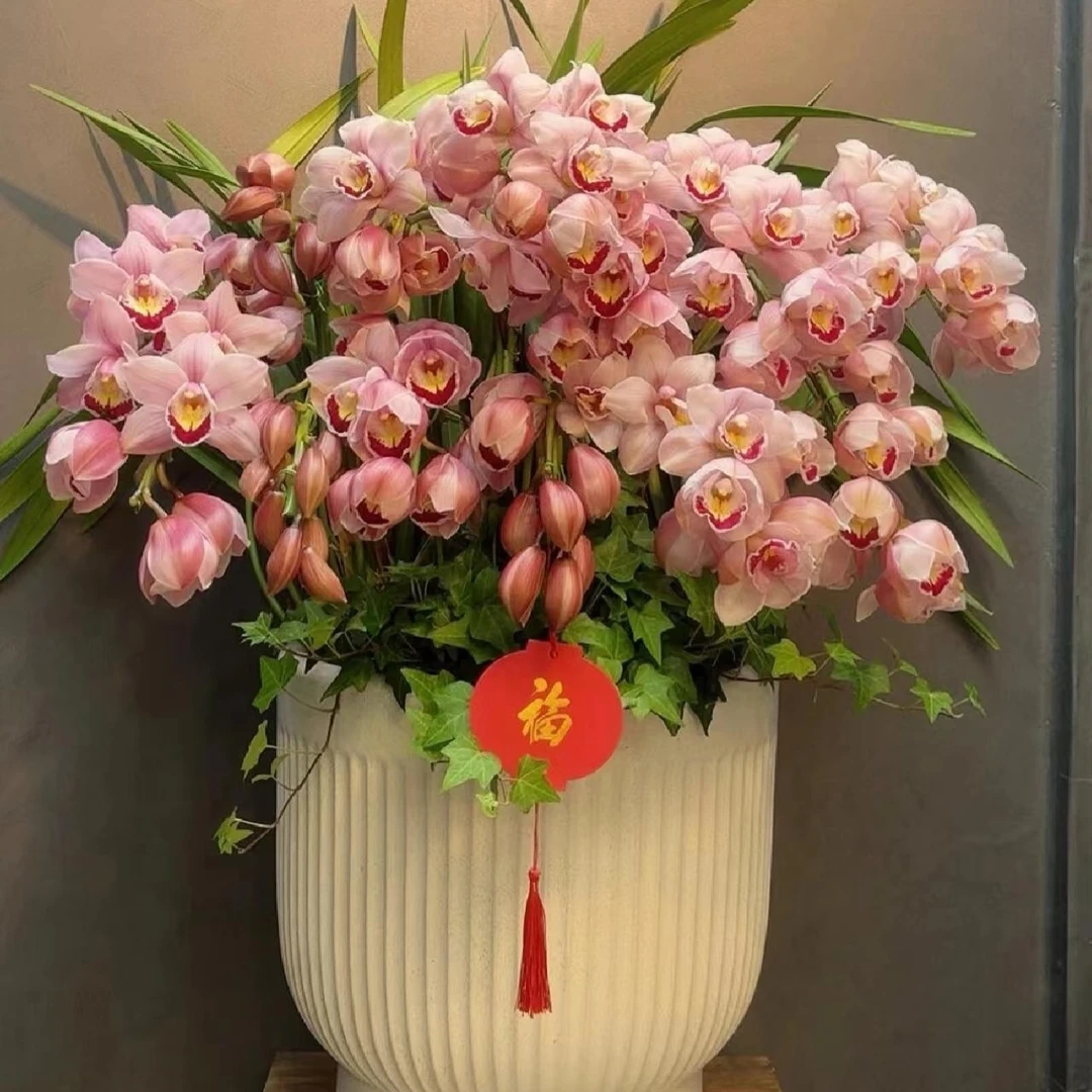 大花蕙兰粉花-福娘拱兰