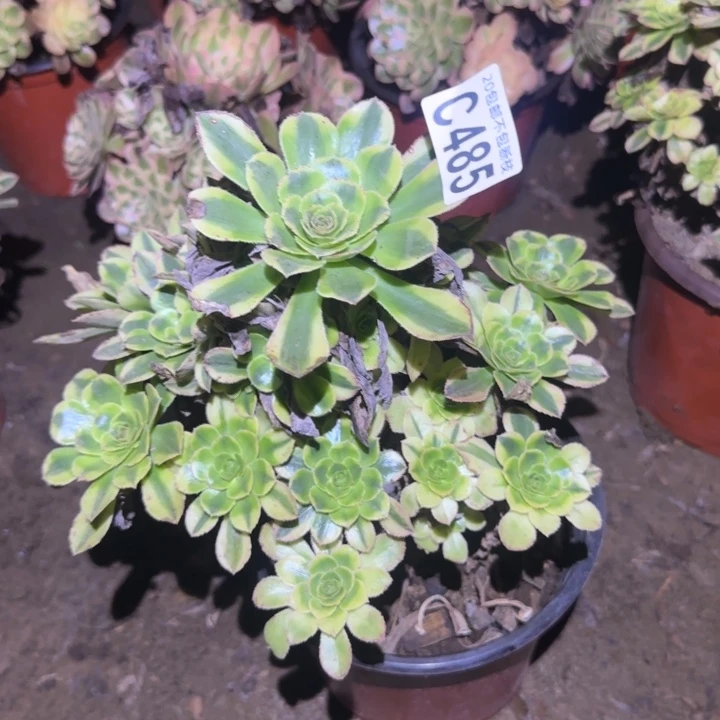 白兰地……多肉植物的