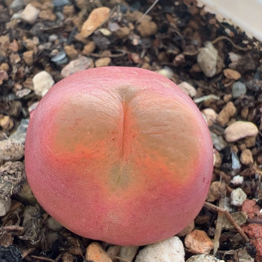 拉登毛多肉植物114