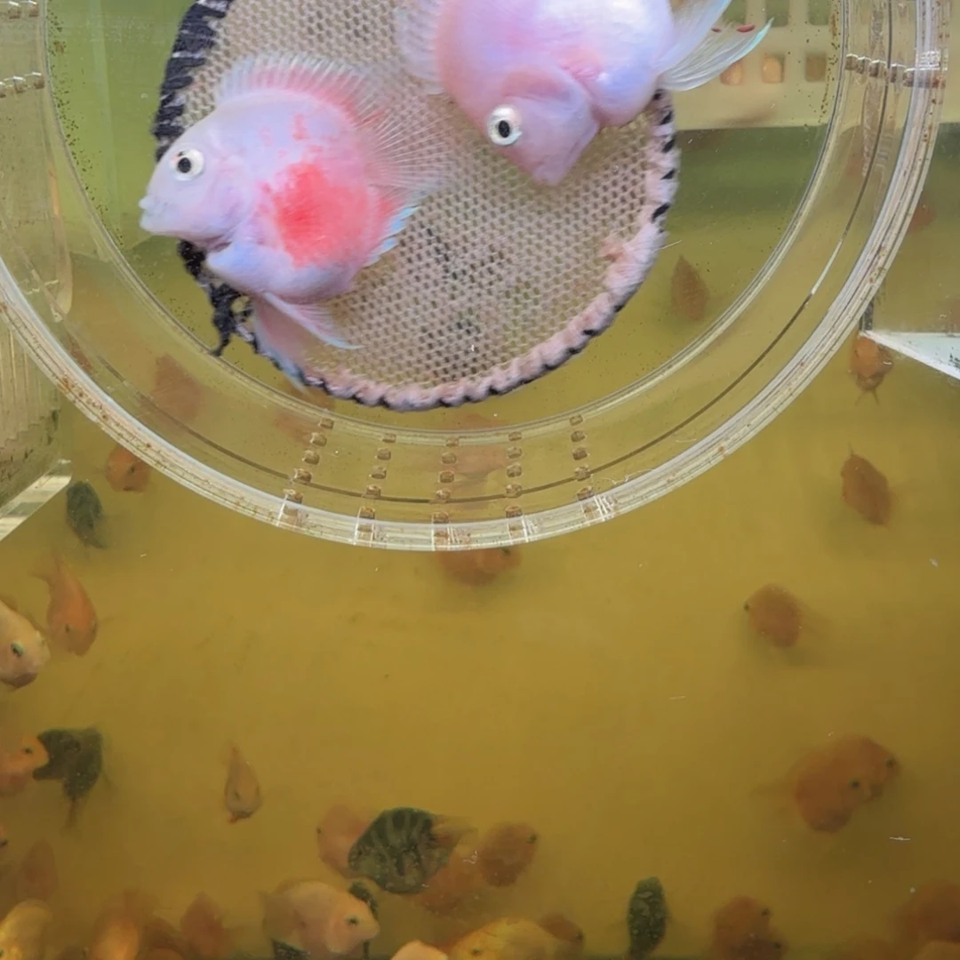 鹦鹉鱼胭脂粉一对