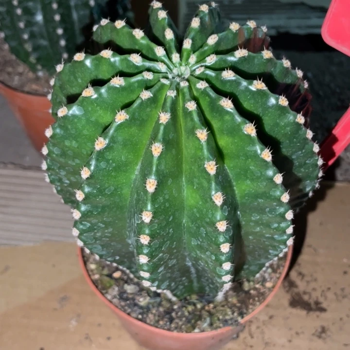 超大德系金刚一物一拍233