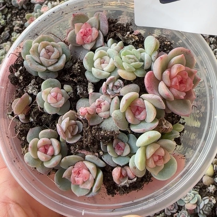 2号绝绝子多肉一盒
