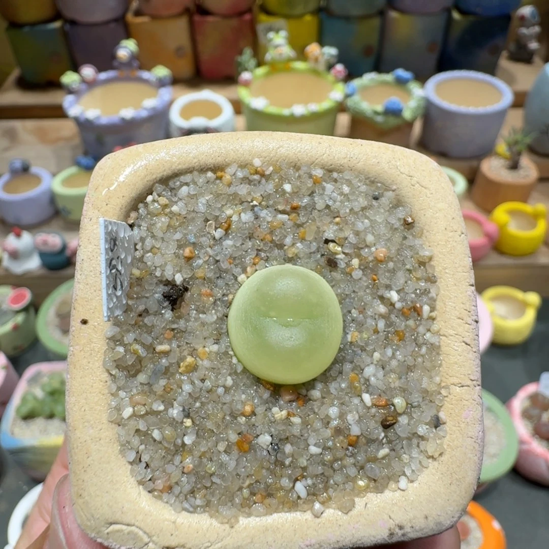 蘑菇1466拉登多肉植物