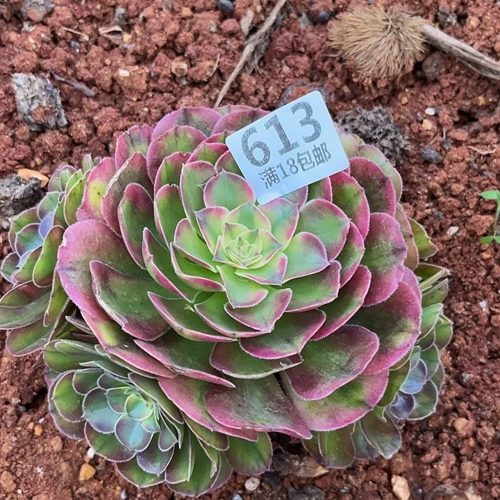 613荔枝朵朵无根发货