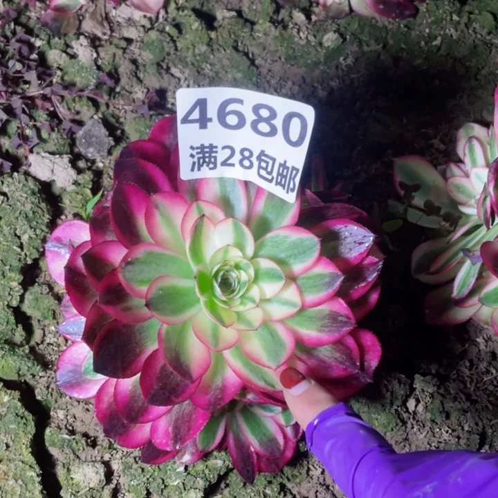 薪*4680二号棚紅清晨了B