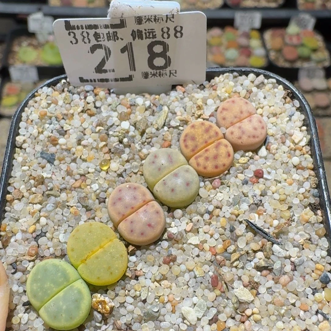 Ssss精品生石花218