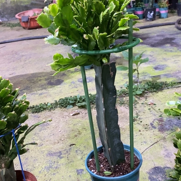 当前无花栽培后可以开花妮**心862嫁接028