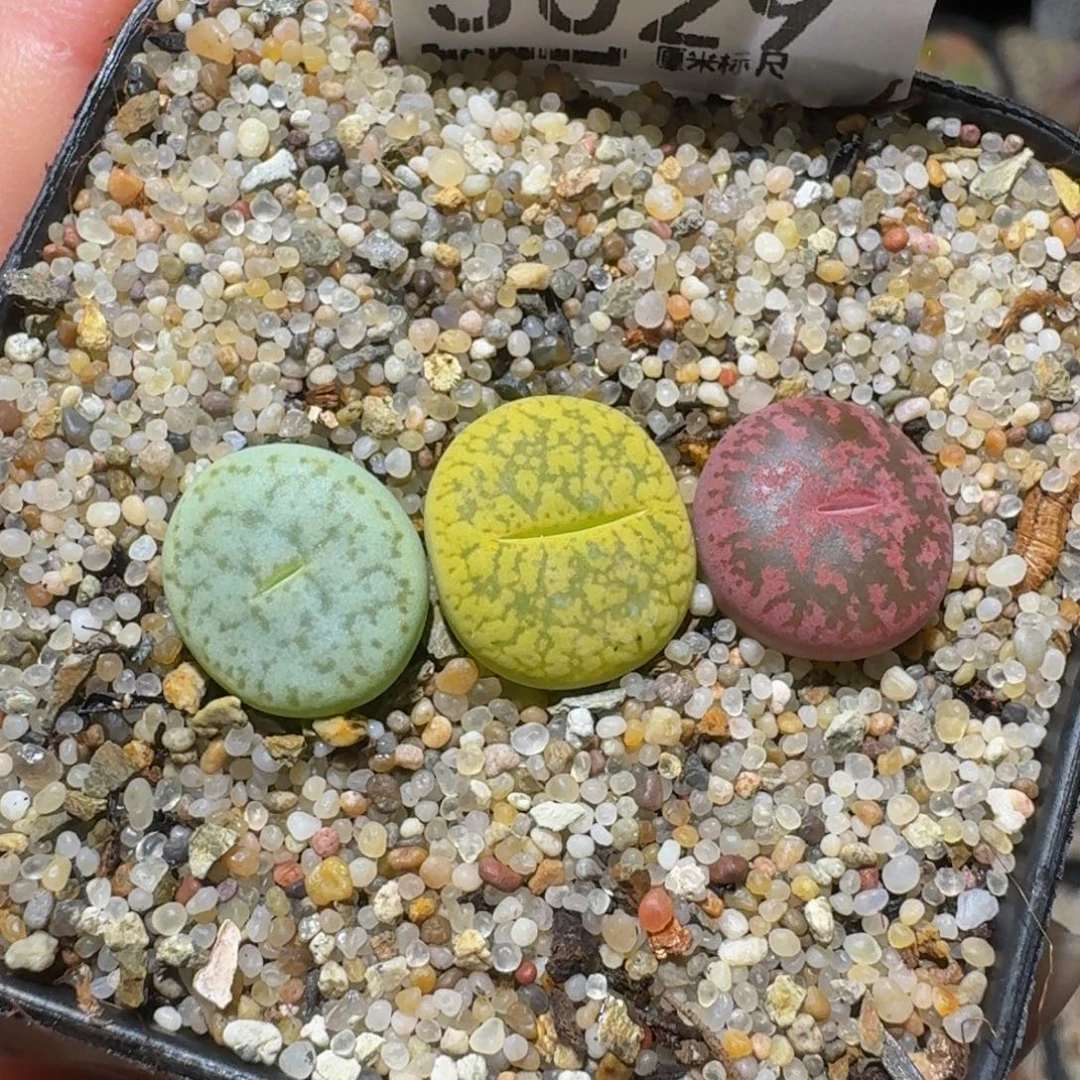 绝绝绝子生石花3029