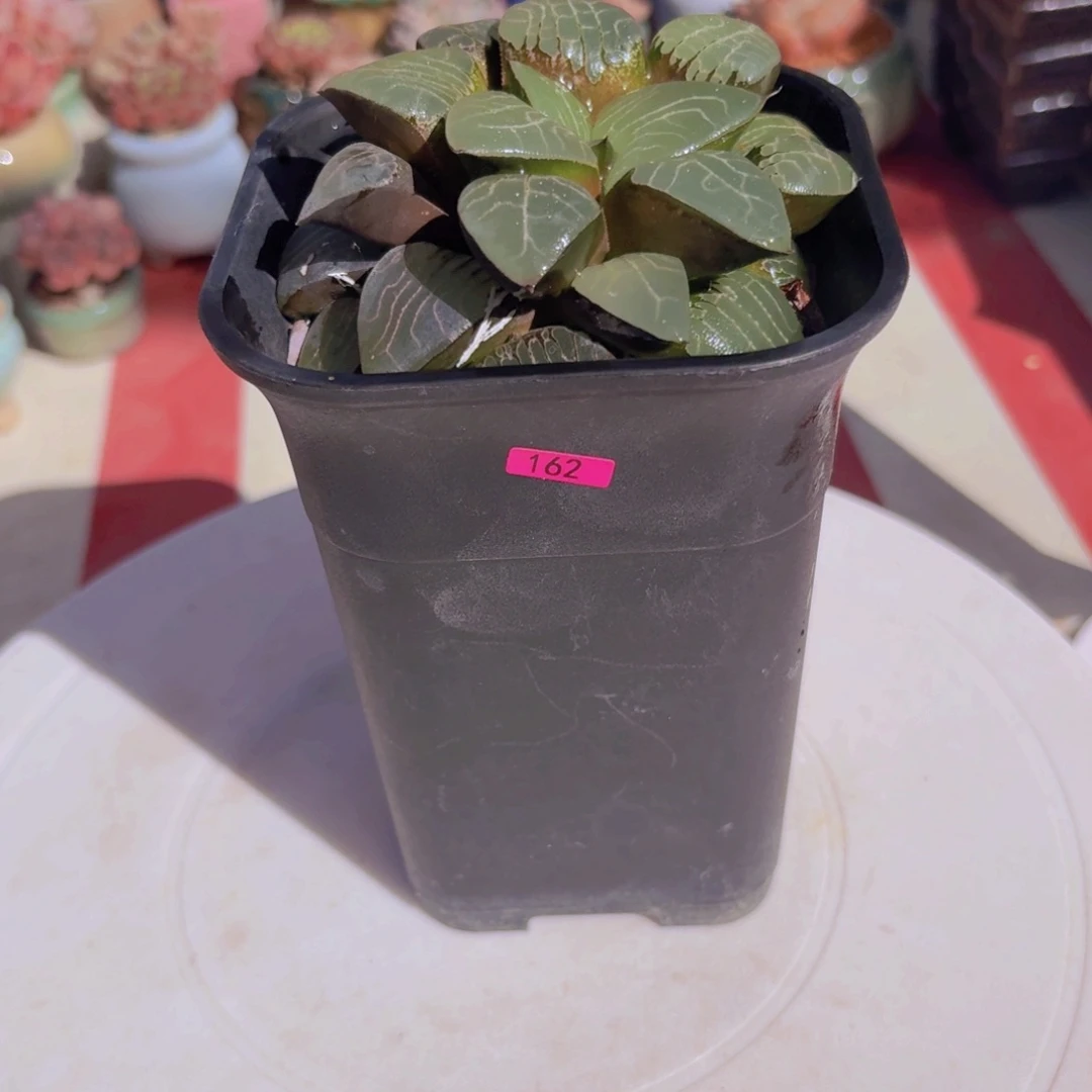 语*一物一拍编号162