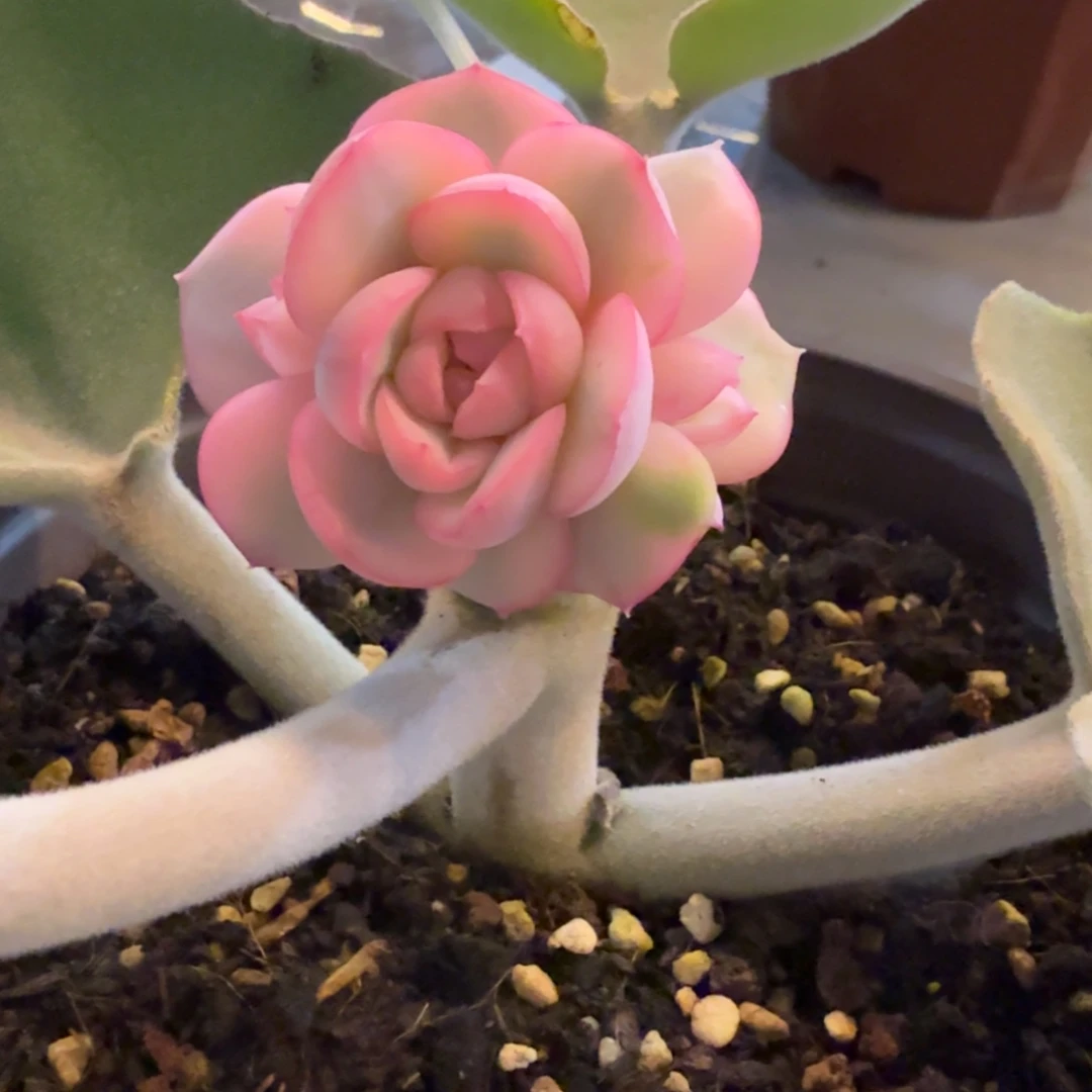 粉月亮 安吉园艺锦锦