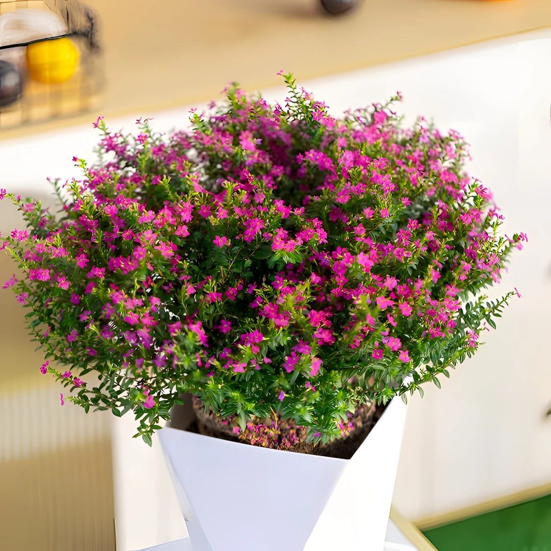 【大冠幅】满天星带花苞230规格开花绿植户外好养室内好看 原盆原土