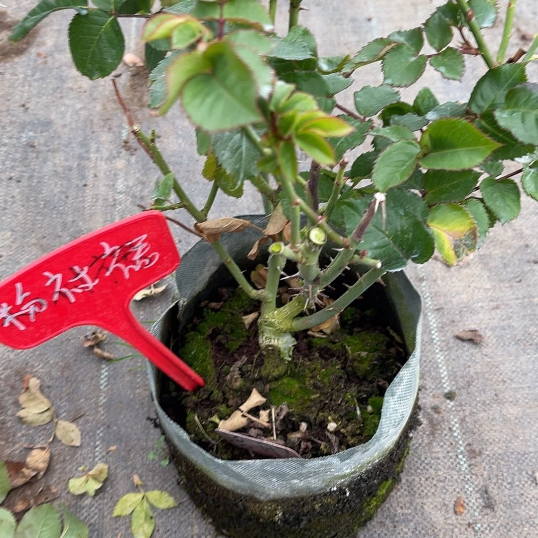 海***d无花朵———粉衬裙 福利款