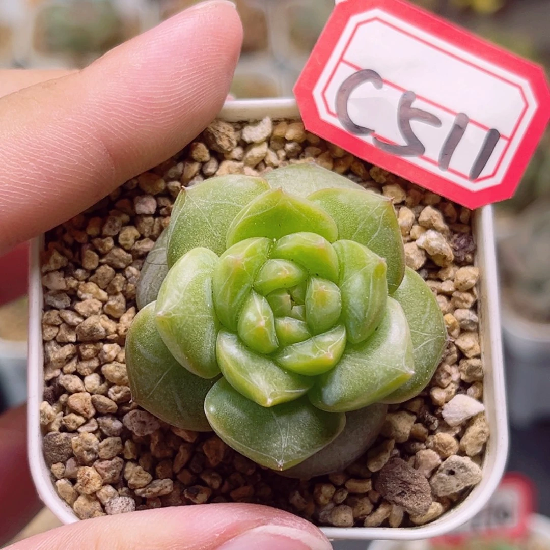 C511 一物一拍 18包邮 行舟