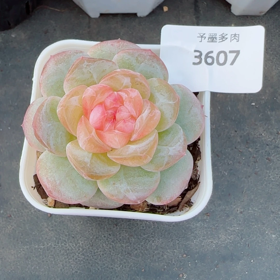 嘟嘟粉，3607多肉植物