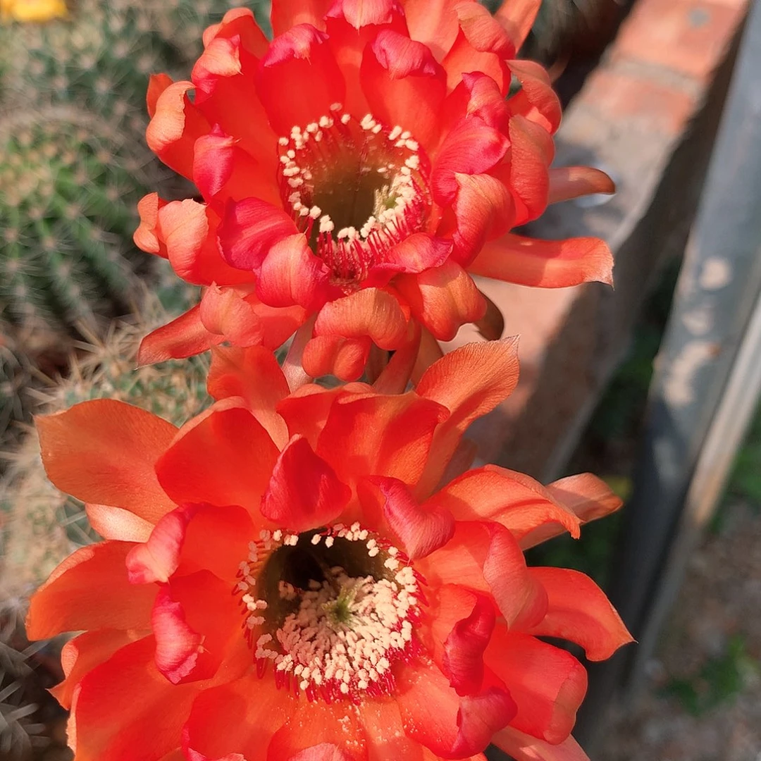 2474实生彩草10公分杯