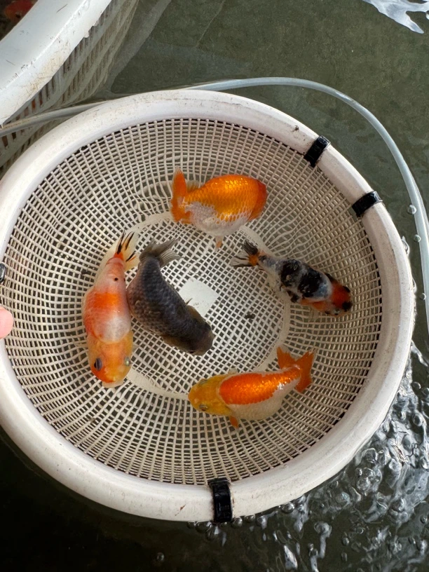 兰寿金鱼兰寿练手苗水墨重墨五花三色奶牛奶花红牛都有