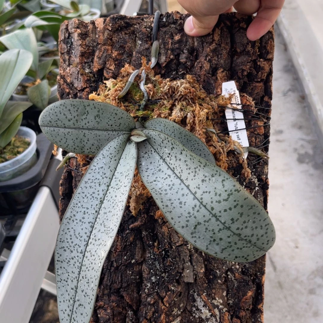 完全开放629板植玉兔