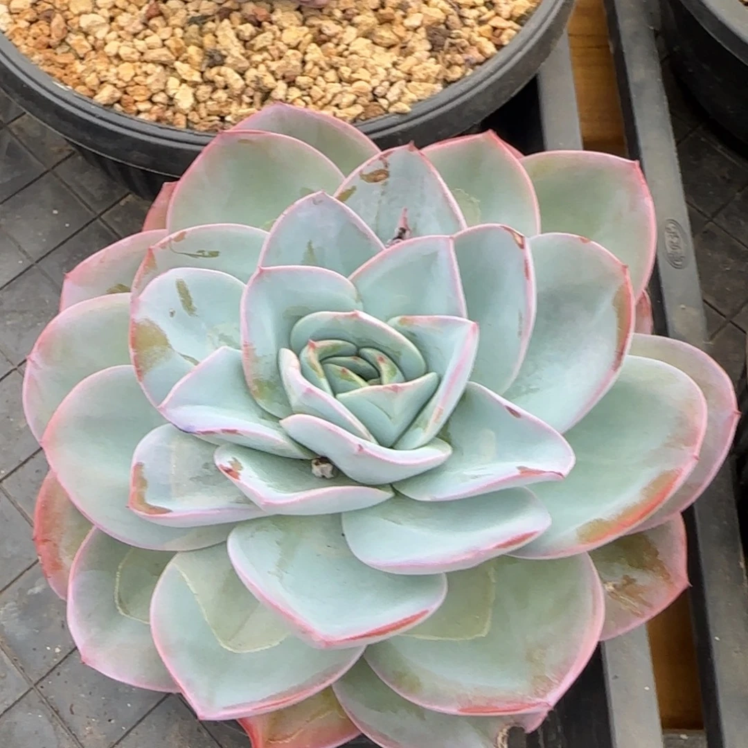 多肉植物一物一拍