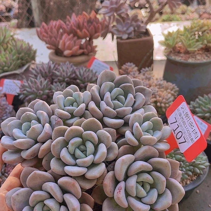 7107白鹭。