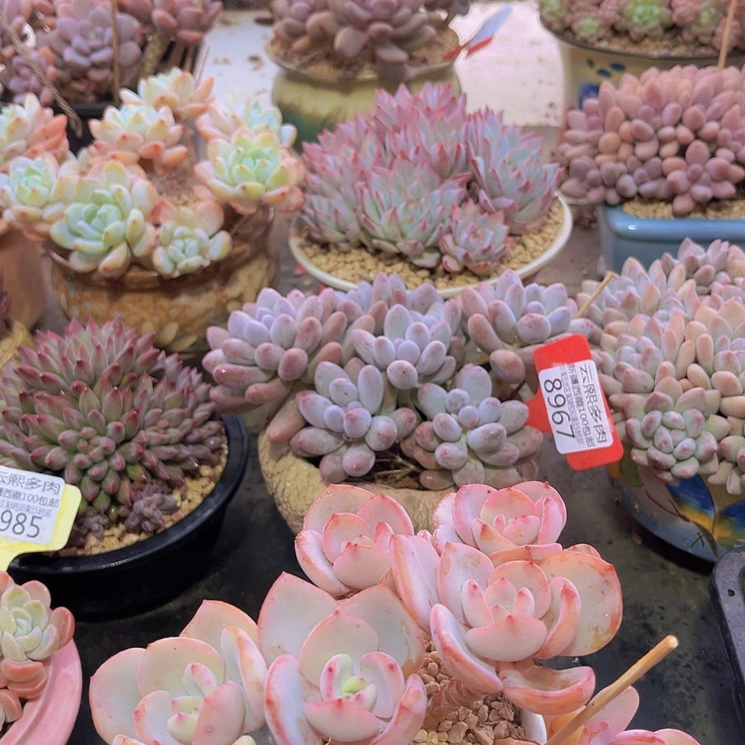 8997白月光多肉植物