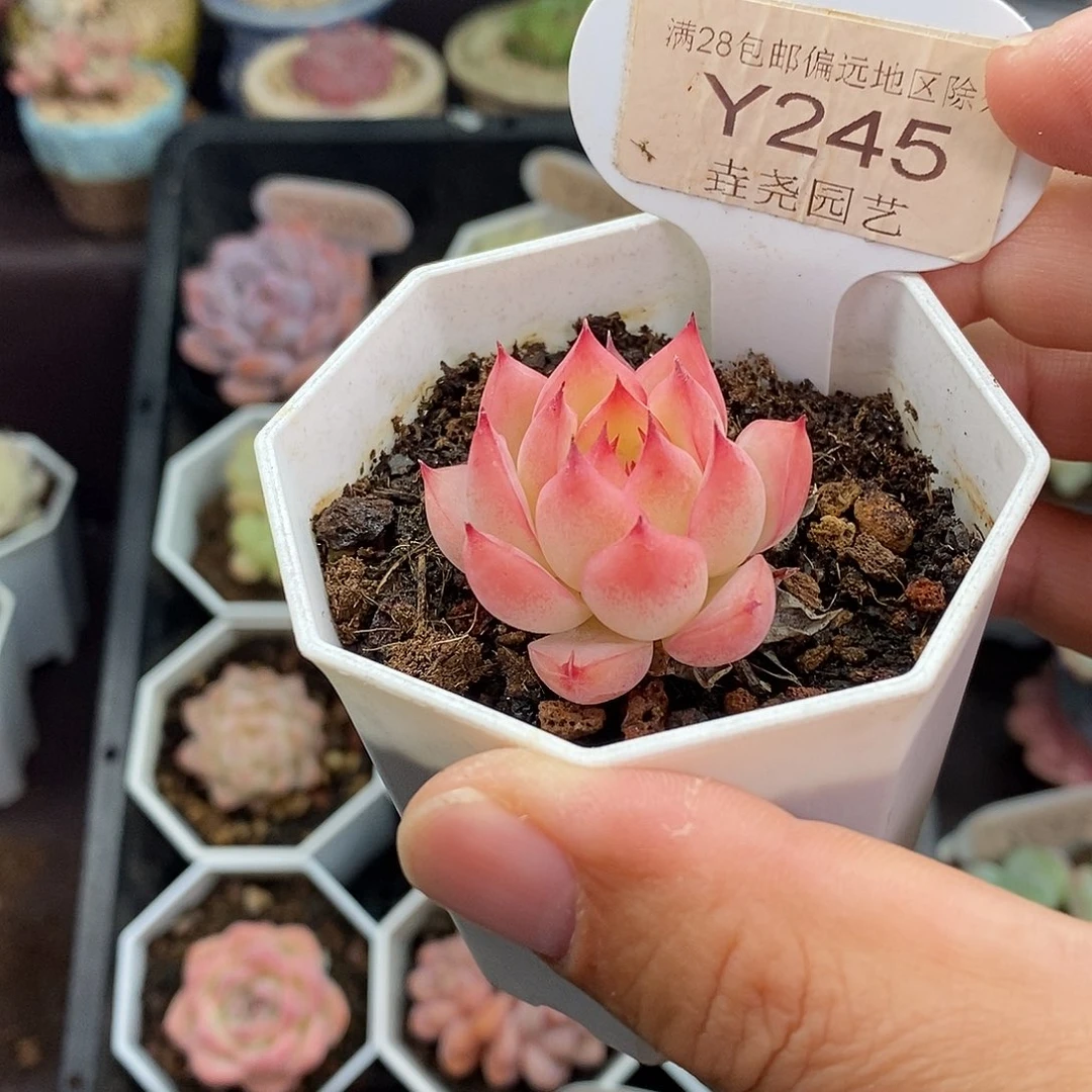 0245 粉水晶 3.5cm