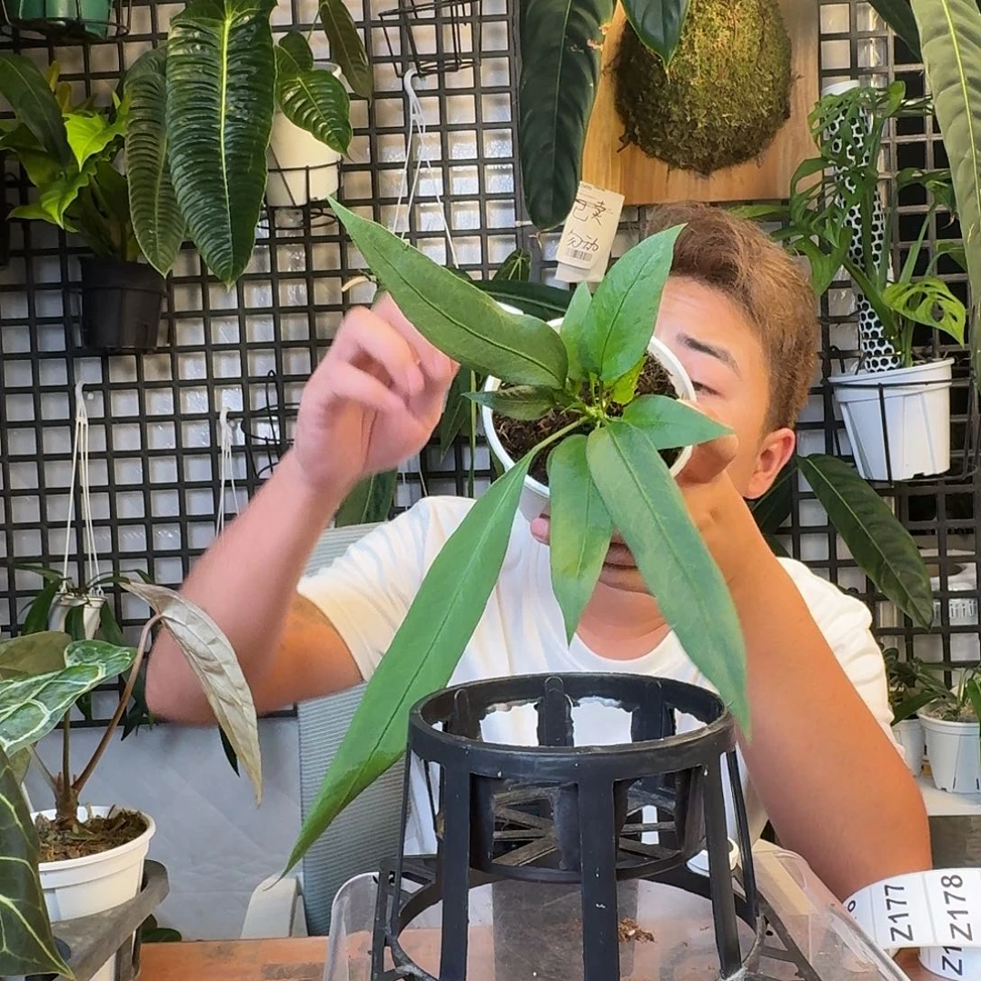 无花朵一**伞一物一拍Z167