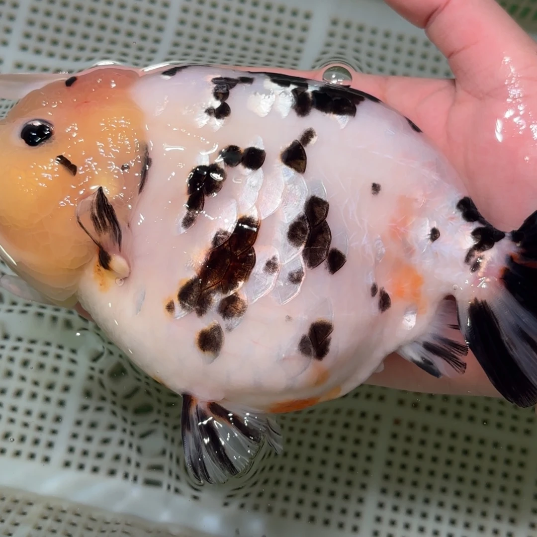 毓***秀金鱼拍包装包邮，不拍包装运费到付