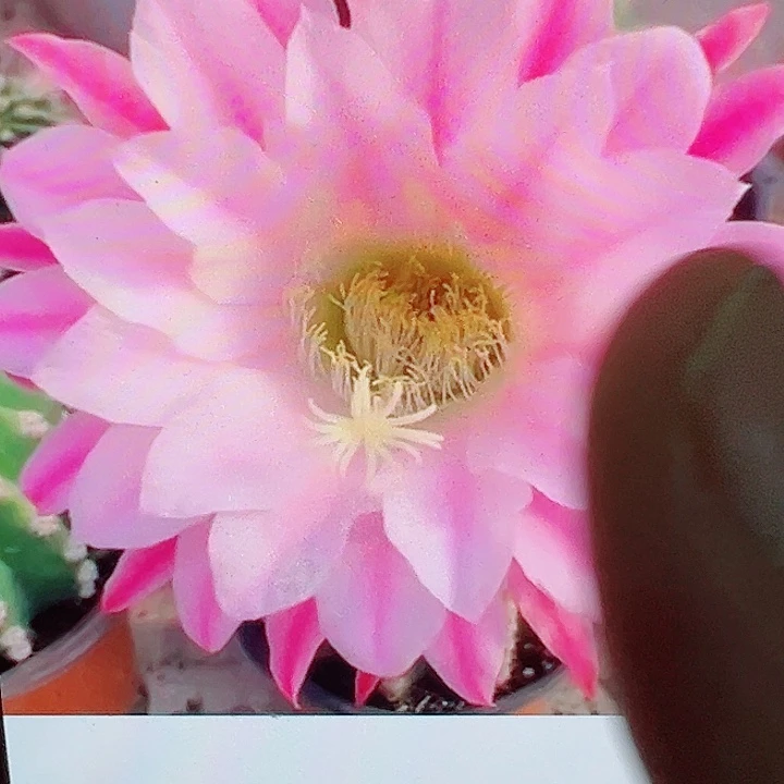 毛花柱 诺尔斯 短刺 2个侧芽  福 满20包邮