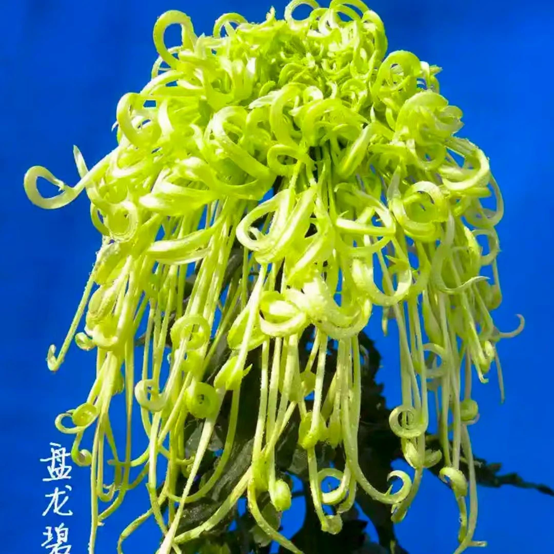 【盘龙碧玉】九月菊盆栽大花室内外阳台可种植