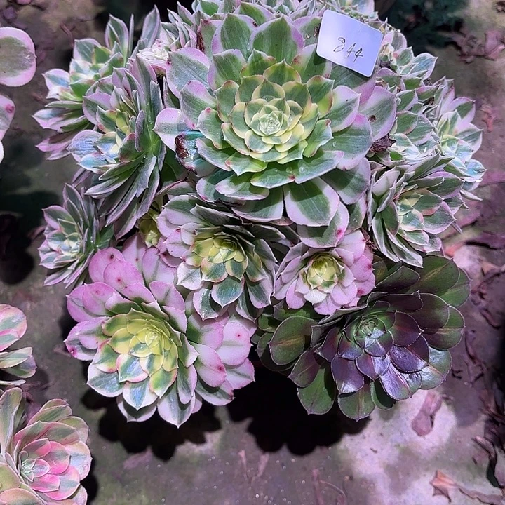 多肉植物海王0844