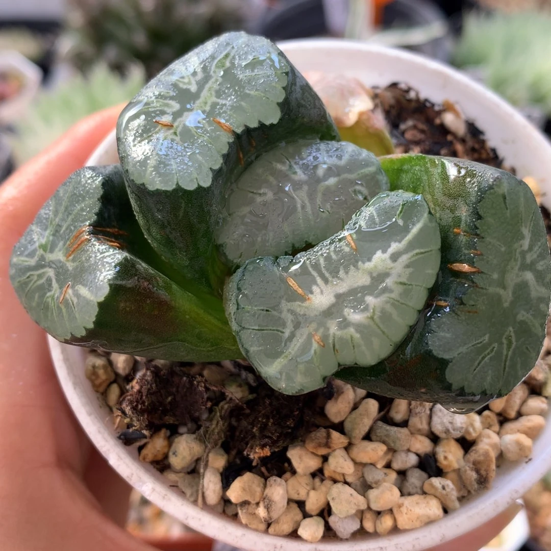 巨大化花菱万象，带盆一起