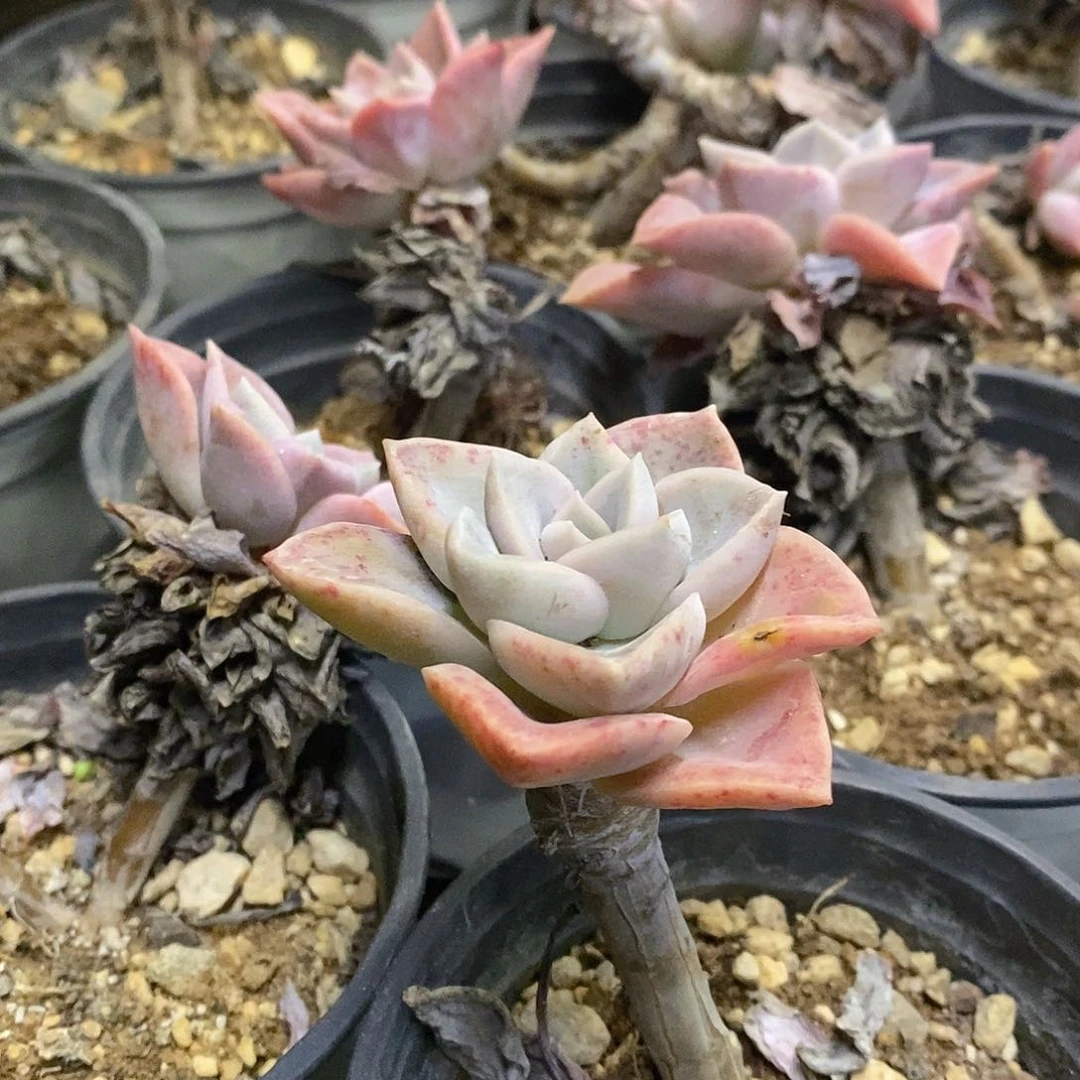 86。哈利沃森。单双混发。