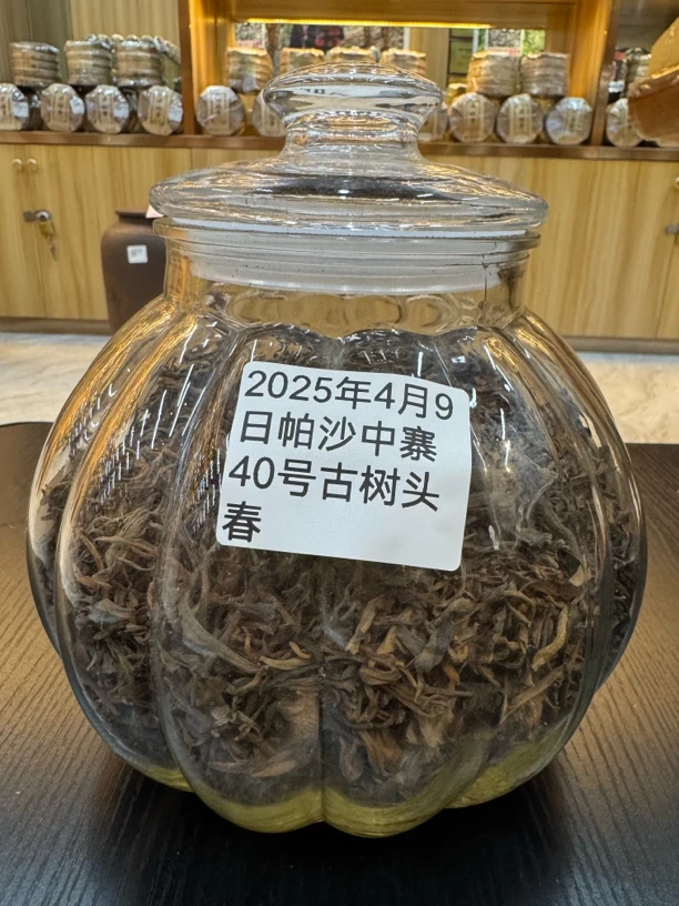 2025年帕沙中寨40号 古树头春 普洱茶生茶