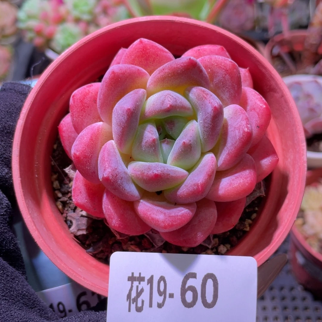 花利美19-60冰糖单头