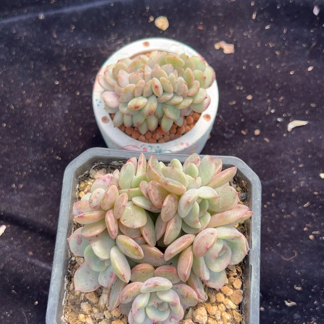 呀新年快乐 新年快乐 新年快乐