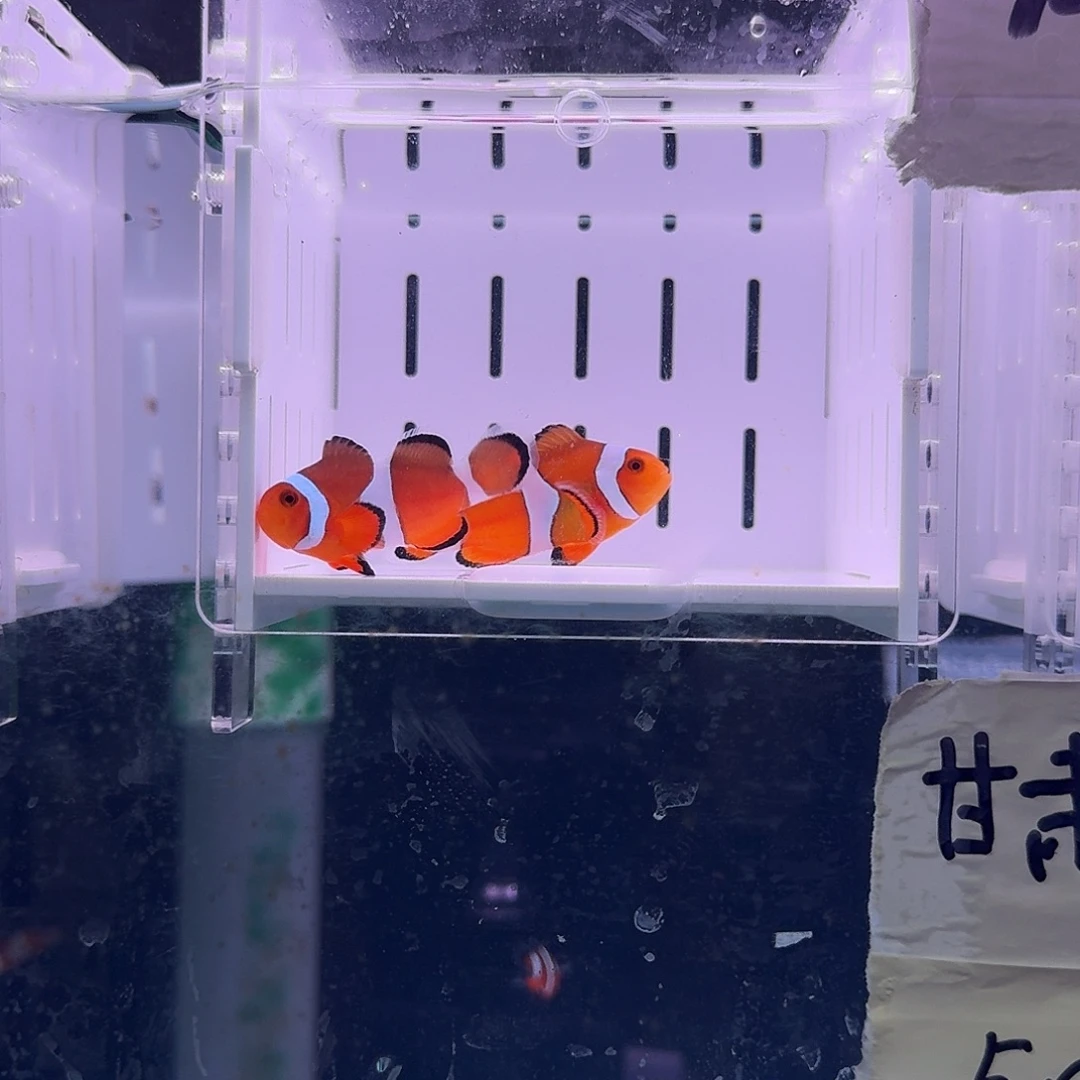 海水鱼4.5+配4.5精品黑边公子一对